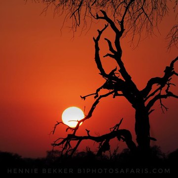 Private Kruger Safaris in Kruger Park