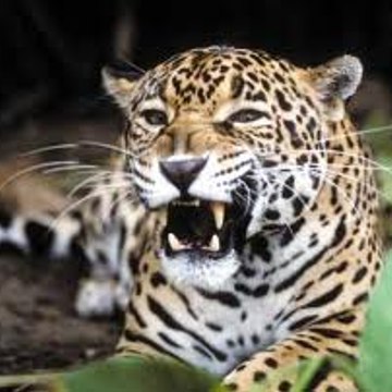ronnyjaguar