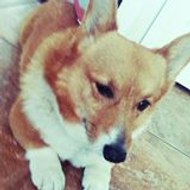 Rainboow Cacolie Thriftinghouse Channel