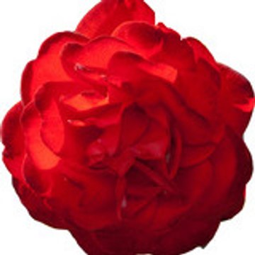 ROHINIE.COM LIMITED