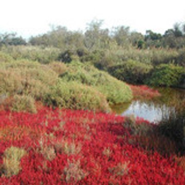 Parc naturel régional de Camargue
