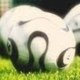 Football News