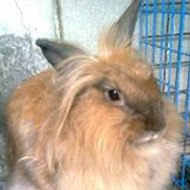 อินุ๊งส้ม ญิ๋งเตื่อย