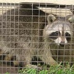 RaccoonTrap