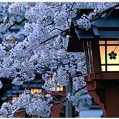 sakura__blossom