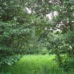 николай куров