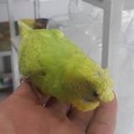 Batman Hobby Akvaryum