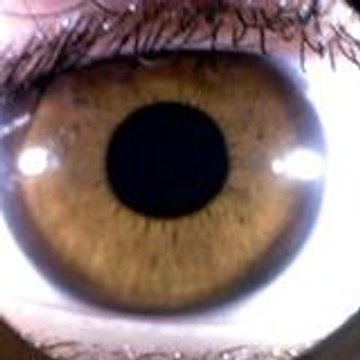 microscopie