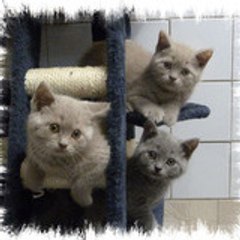 Paradinas_Cats