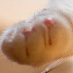 Daniieliithox Alanis