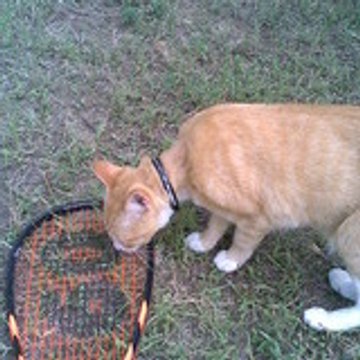 speedbadmintonclubmouv