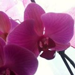 Lounthaïzo Le Guével