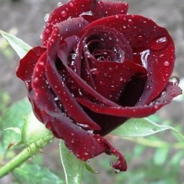 ShahidIslam