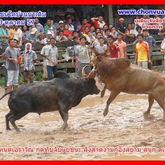 CHONVUA