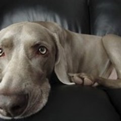 greyghostbiz