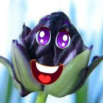 Tulipano Nero