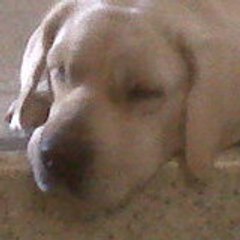 hospitaldeplumas2012