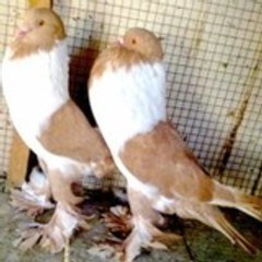 PigeonsForSale