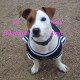 LaBoutiqueKissDog