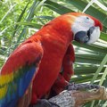 CocoSaxo