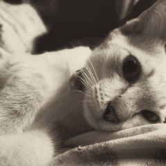 ChollaCat
