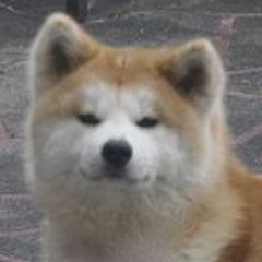 Shigeko Capron