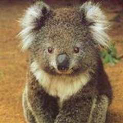 Mag Koala