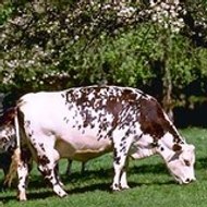 URGENCEBOVINE