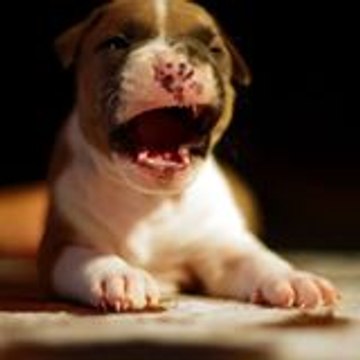Passïon Kennel