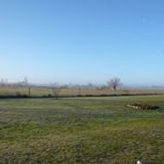 Krol Les géants du Nideck maine coon