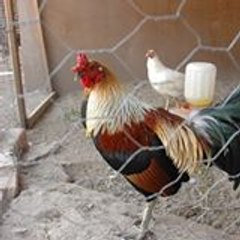 Gallos Ribera Gallosdelaribera