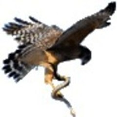 Hawk_Crete