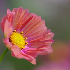 ふなむっしー