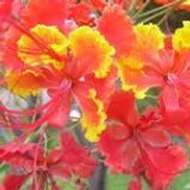 Nethmini Amarasinghe