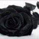 yion