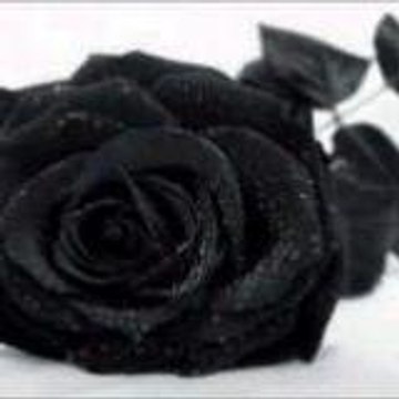 yion