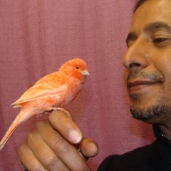Oiseaux Tangerois