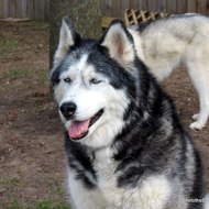 Gone to the Snow Dogs