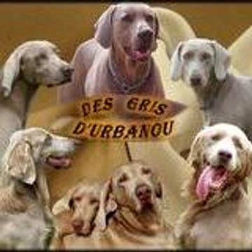 Des gris d'urbanou