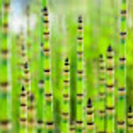 The Little Bamboo