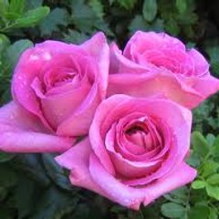 Laraibfarooq2002
