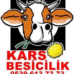 Kars Dana Düve Satışı