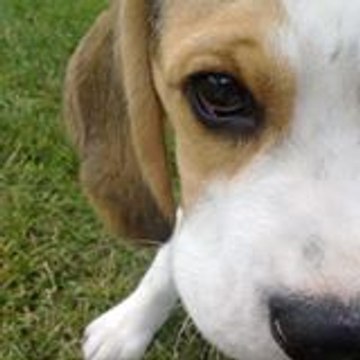 Paul Beagle