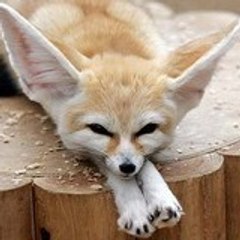 CrazyFennek