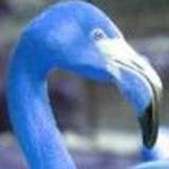 theblueflamingo
