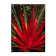 Livaloevera Aloes Sante