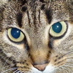 lechatmusicien