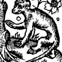 tibo