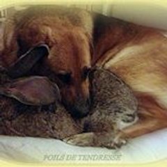 Chien Médiateur Erko