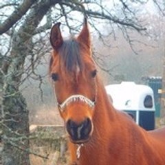 Al-Hisan-Arabians